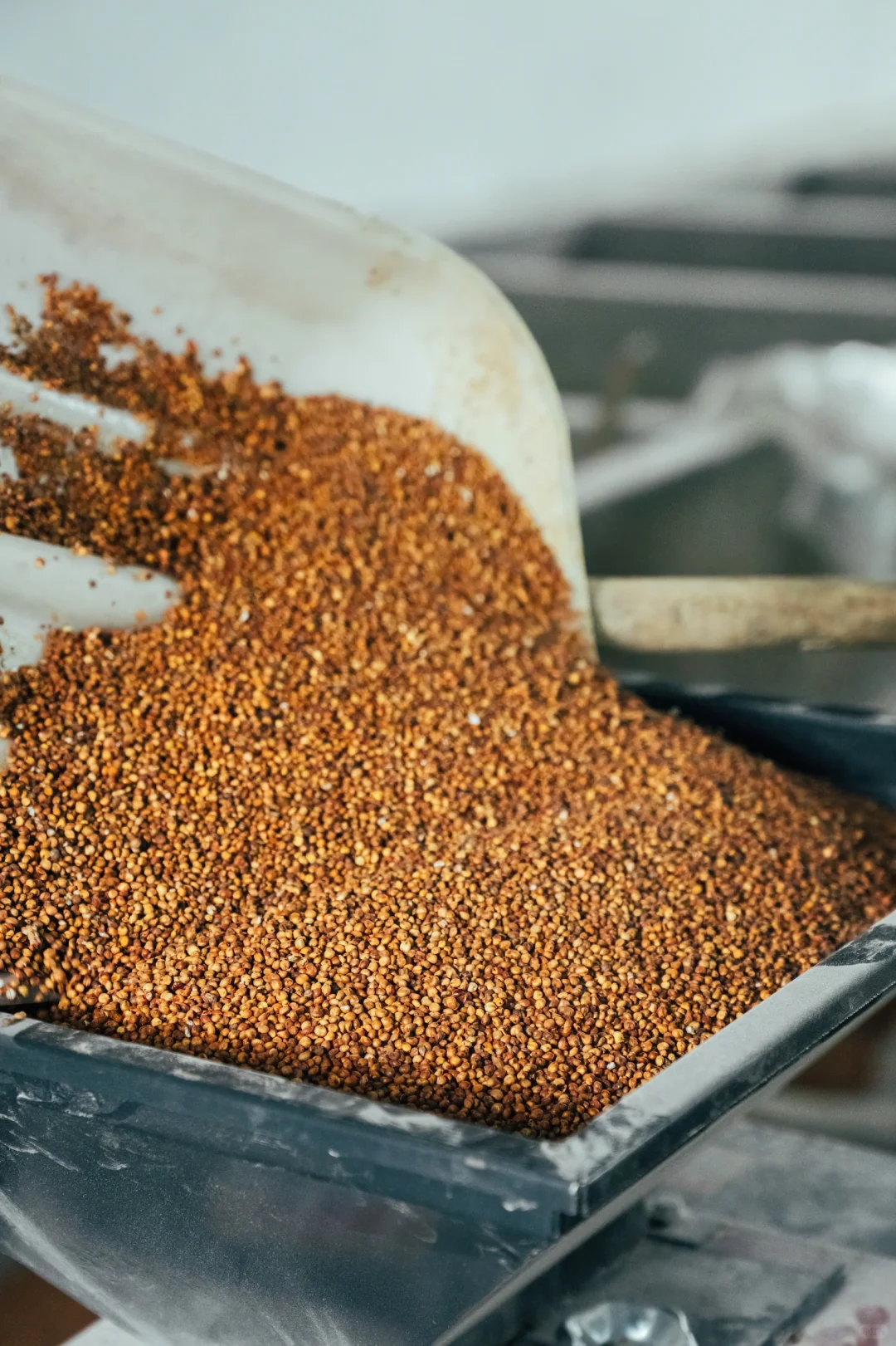 酿酒第一步：粉碎高粱