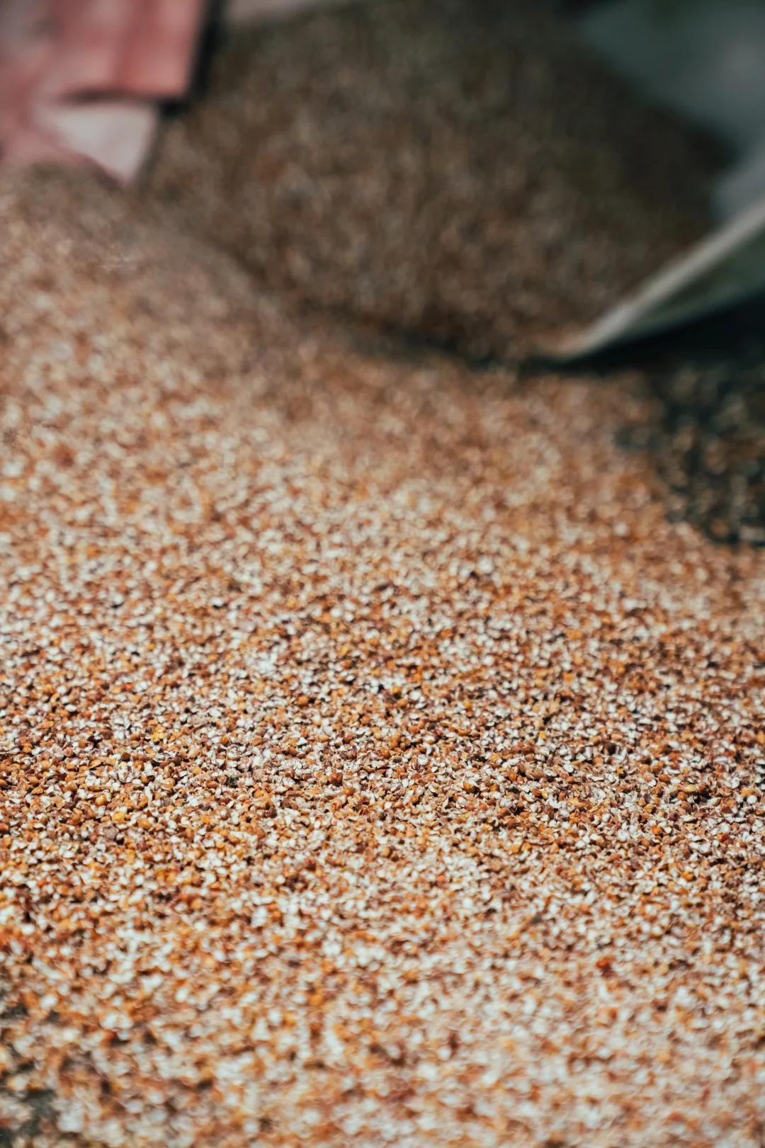 酿酒第一步：粉碎高粱