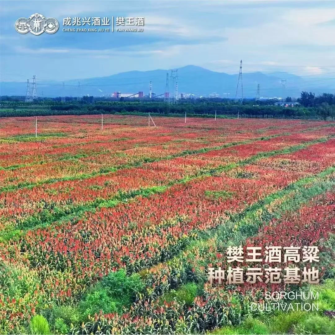 原来清香型白酒的“干净感”,全靠这几种粮食