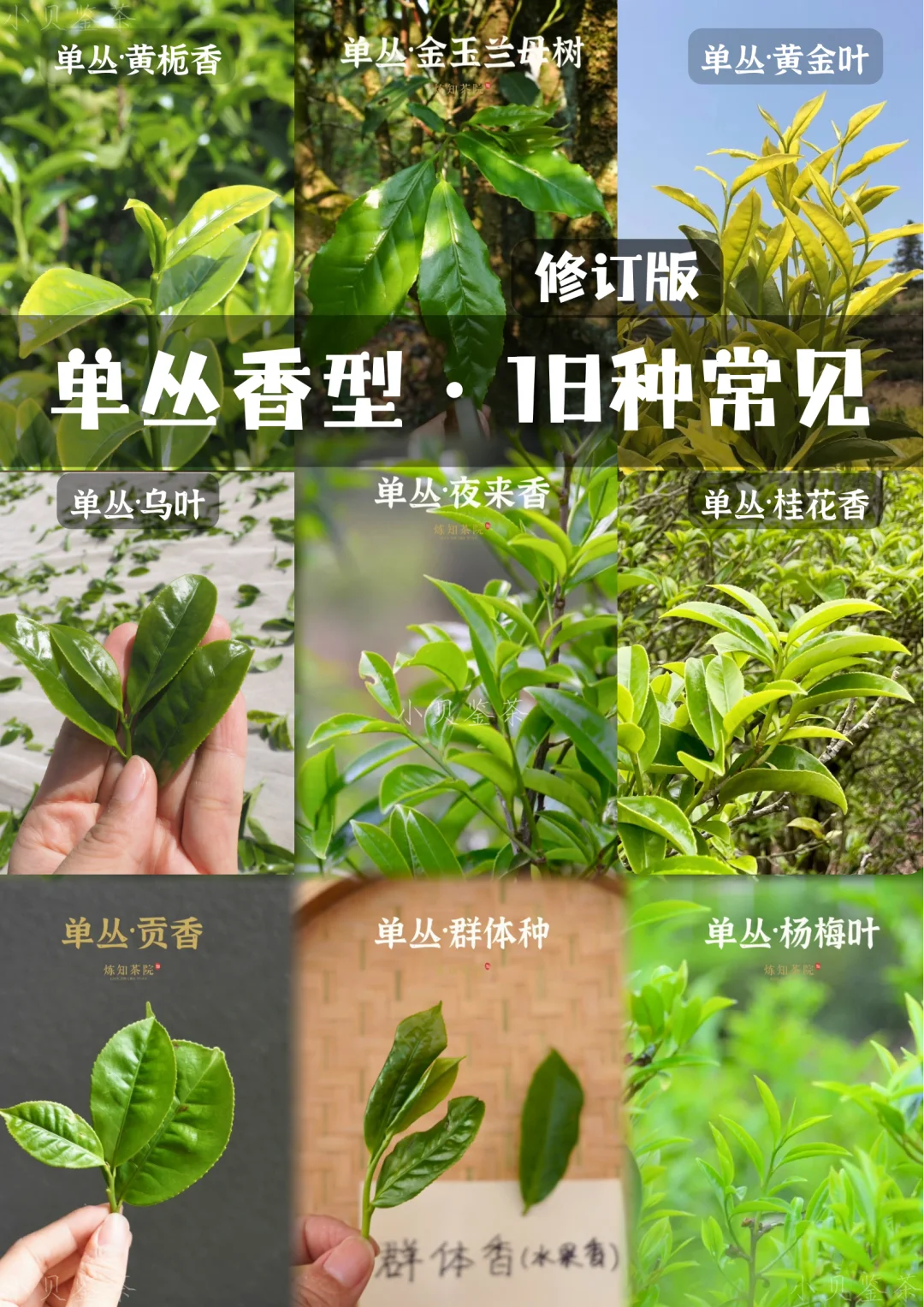 知识帖｜凤凰单丛香型分类（完整版）