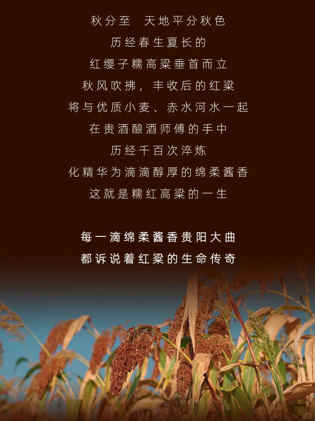 谁还没喝过？糯红高粱耗尽一生酿的绵柔酱香