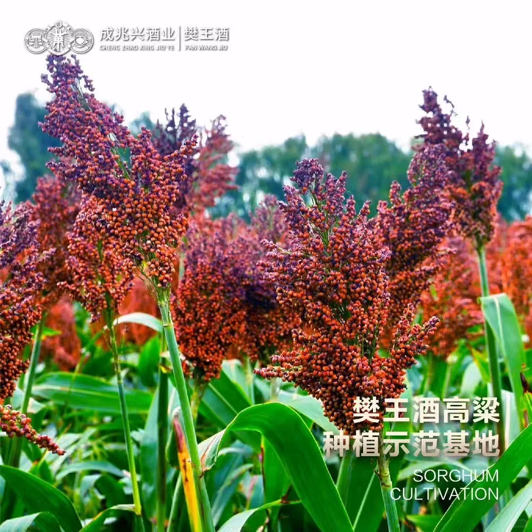 原来清香型白酒的“干净感”,全靠这几种粮食