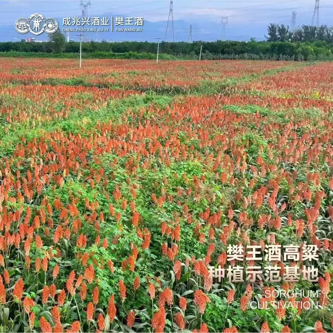 原来清香型白酒的“干净感”,全靠这几种粮食