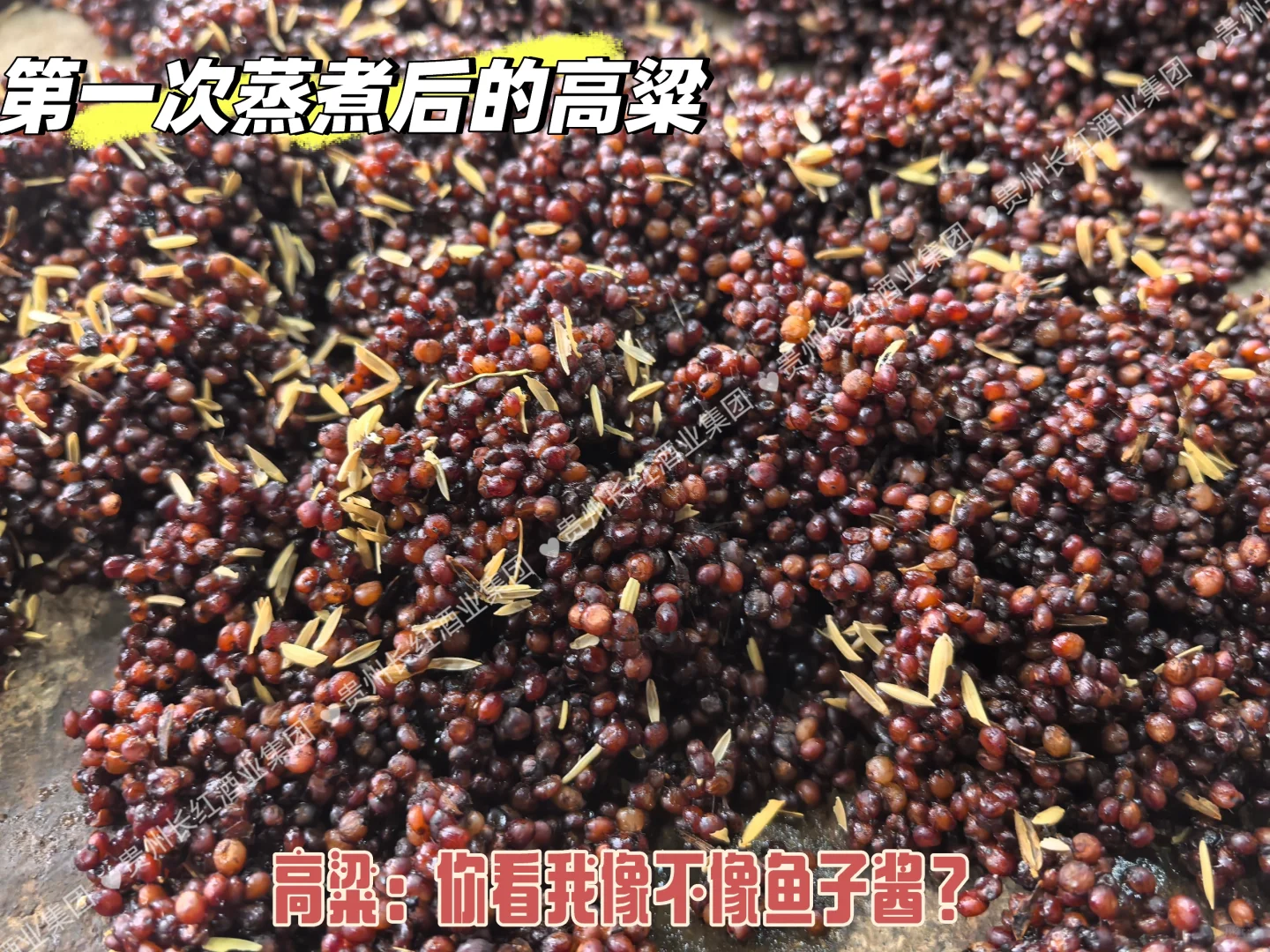 坤沙？下沙？你说什么沙？？？