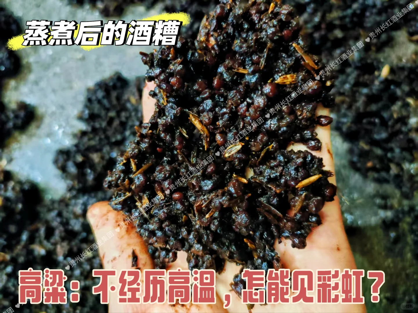 坤沙？下沙？你说什么沙？？？