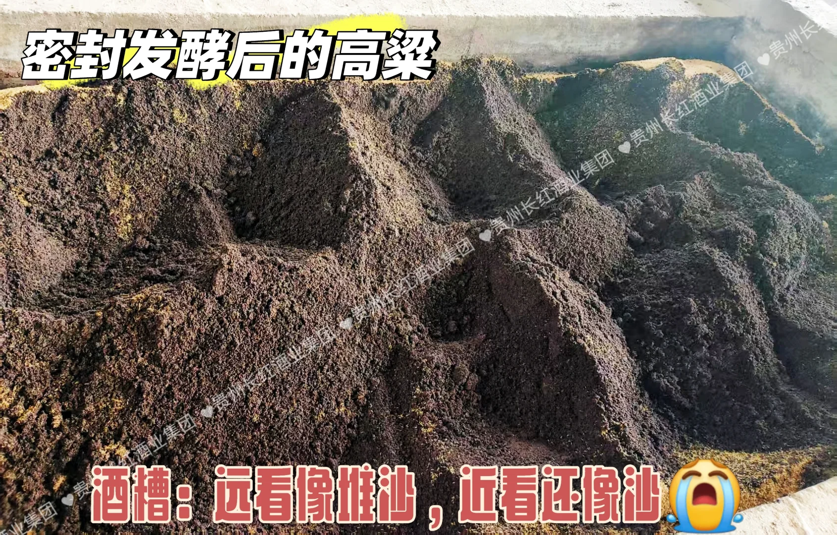 坤沙？下沙？你说什么沙？？？