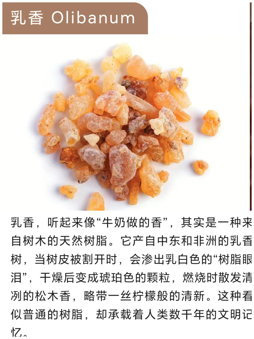 乳香，听起来像牛奶做的香