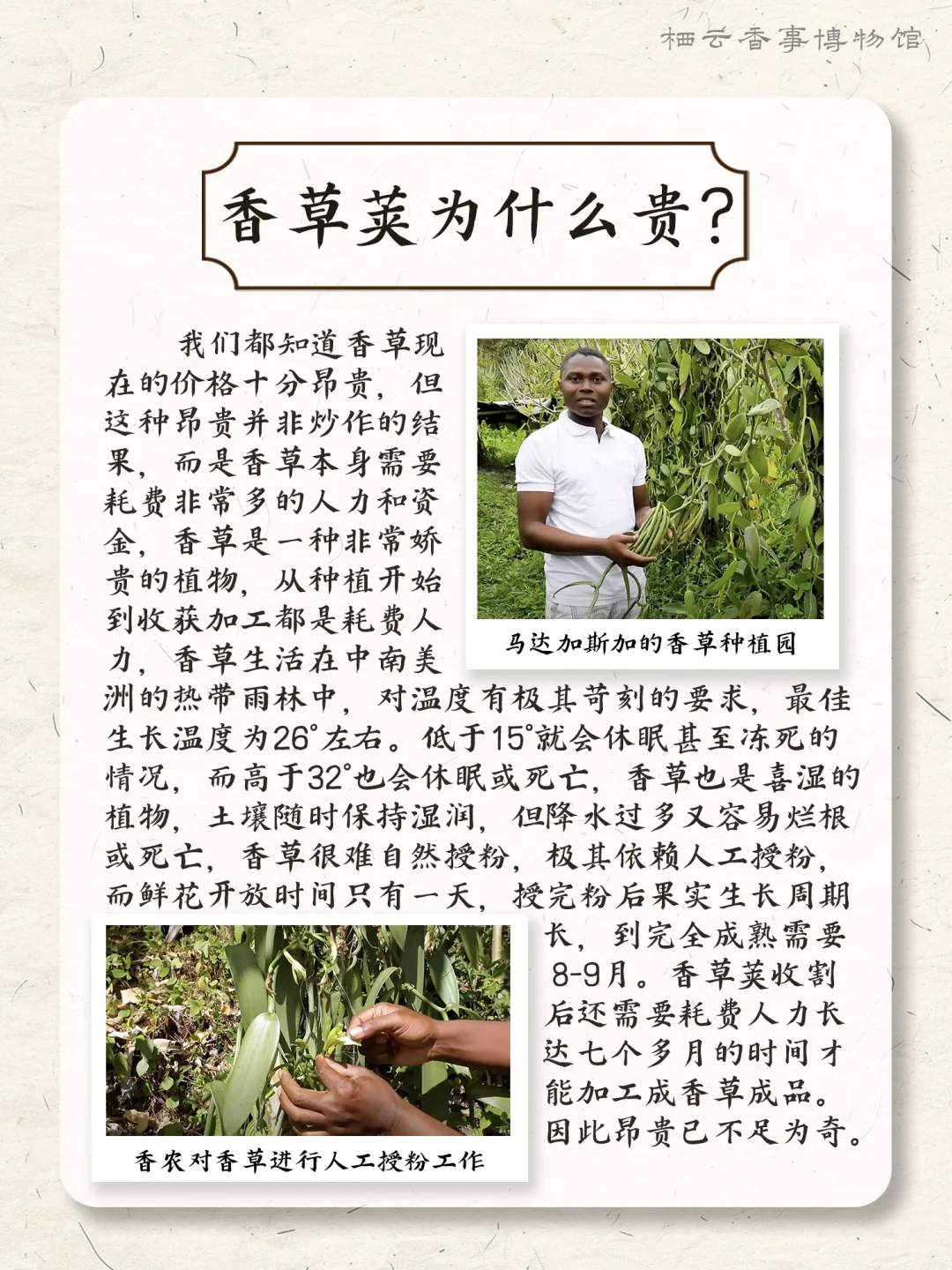 ? 每天认识一种香料之：香草