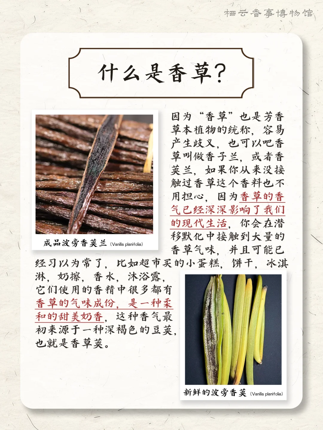 ? 每天认识一种香料之：香草