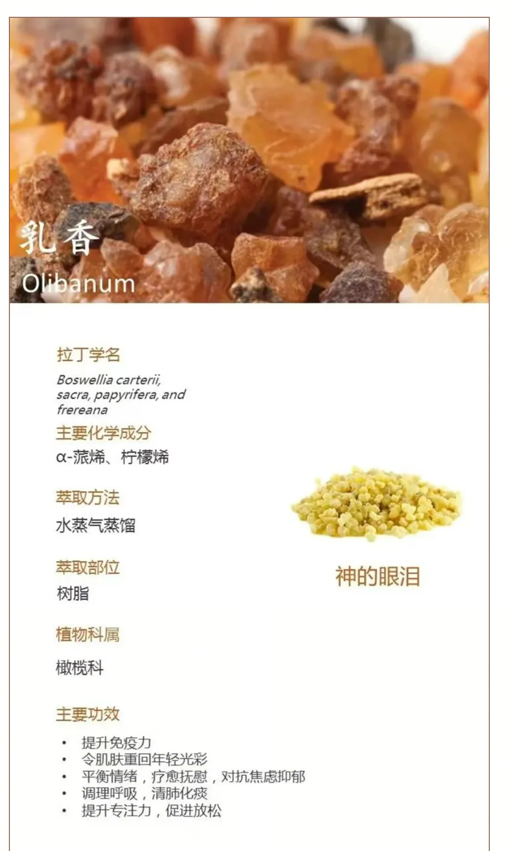 乳香，听起来像牛奶做的香