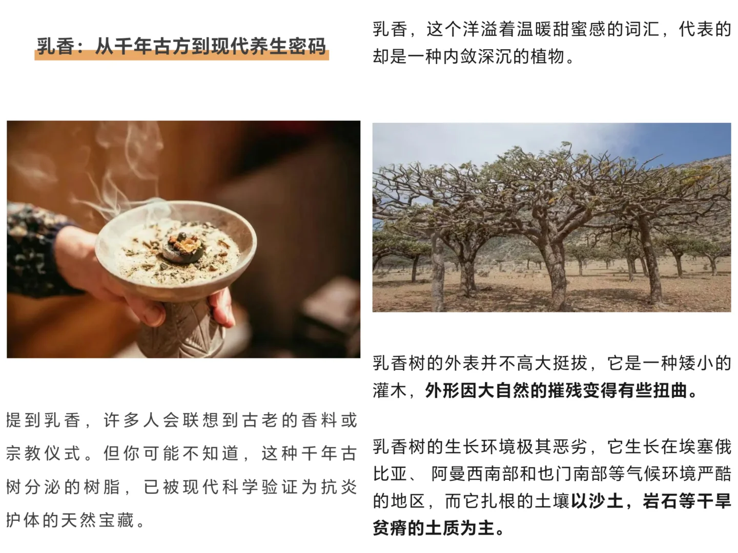 乳香，听起来像牛奶做的香