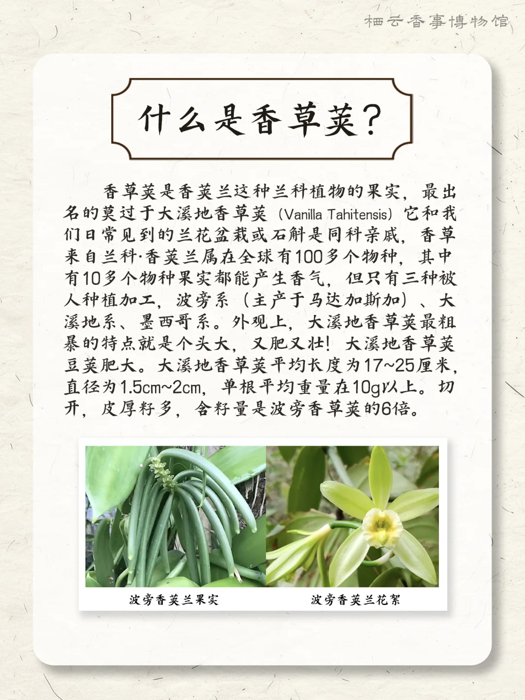 ? 每天认识一种香料之：香草
