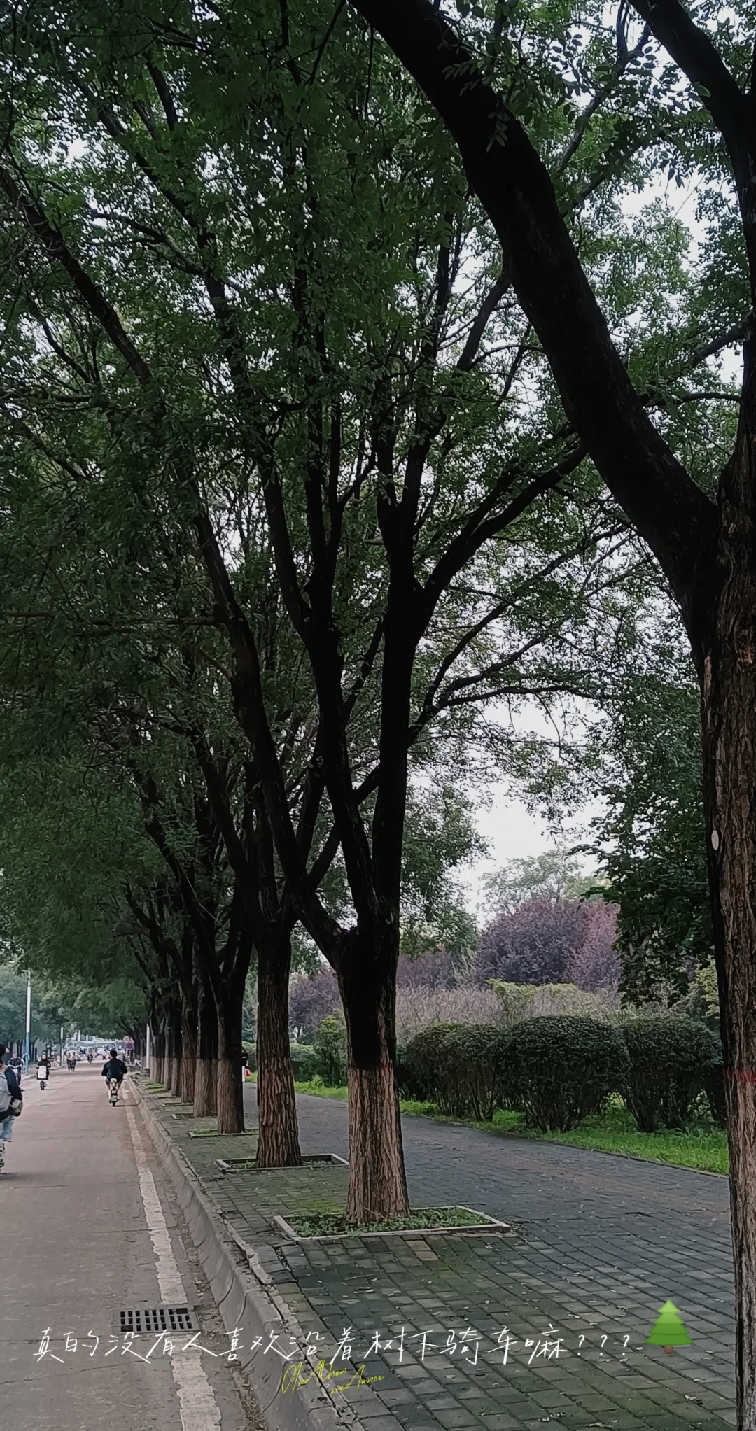 西北农林科技大学学习葡萄酒的生活碎片?