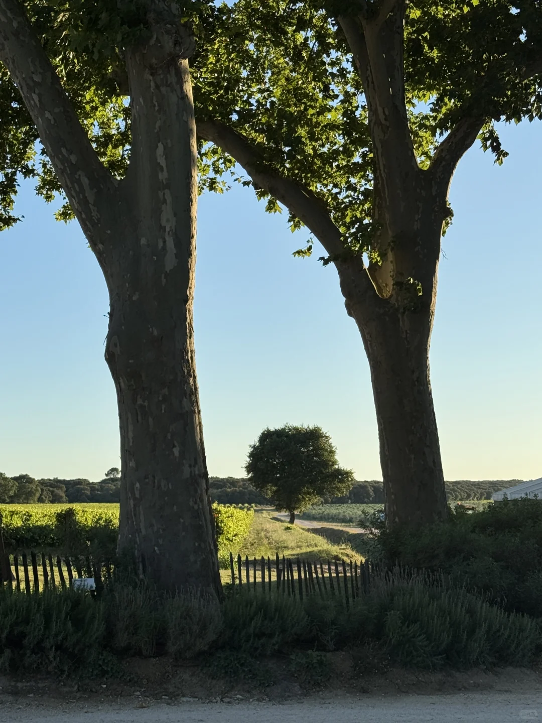 住进了南法的葡萄酒庄园