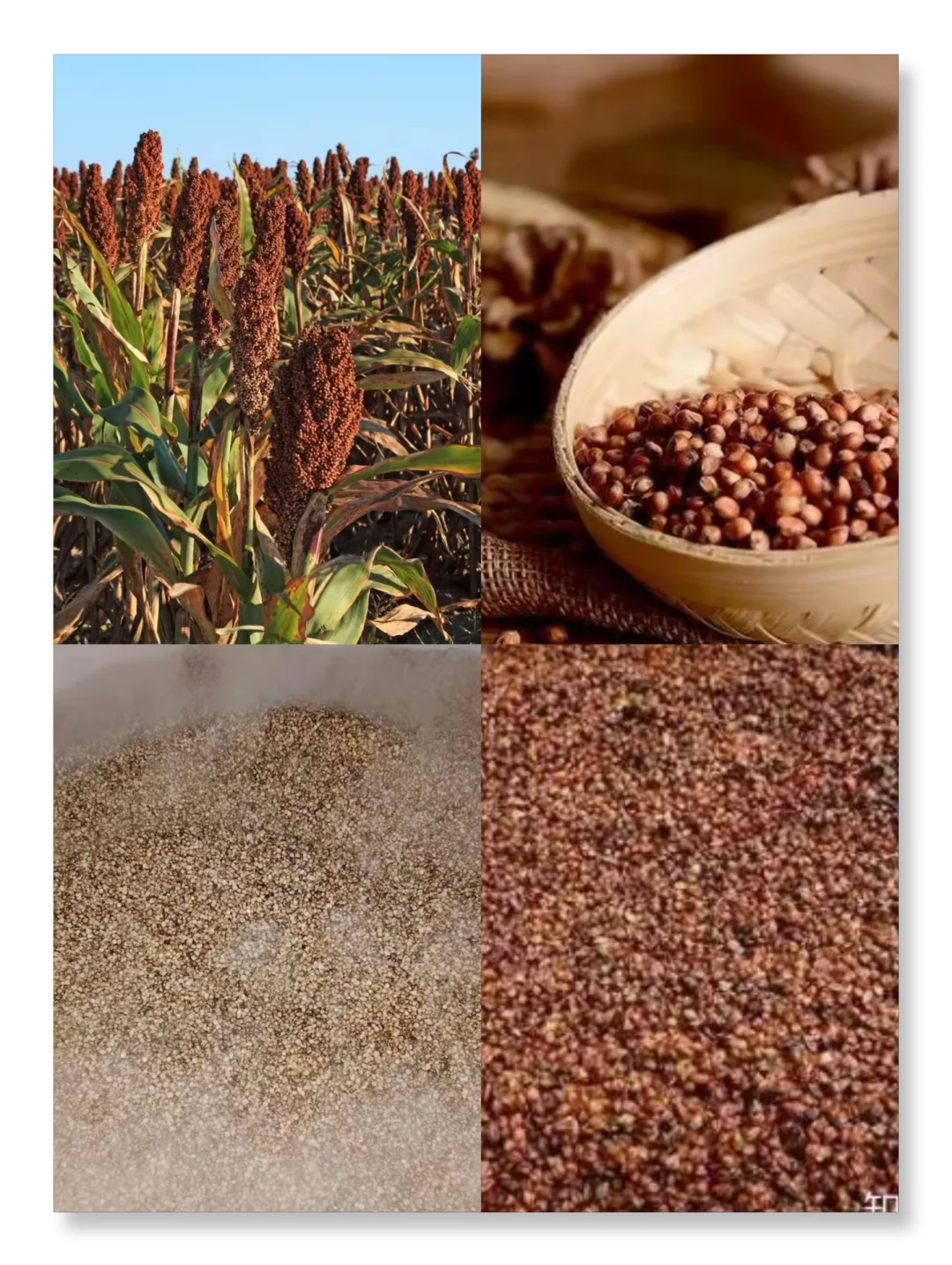 ?难道还有人不知道白酒酿造所用的粮食嘛？