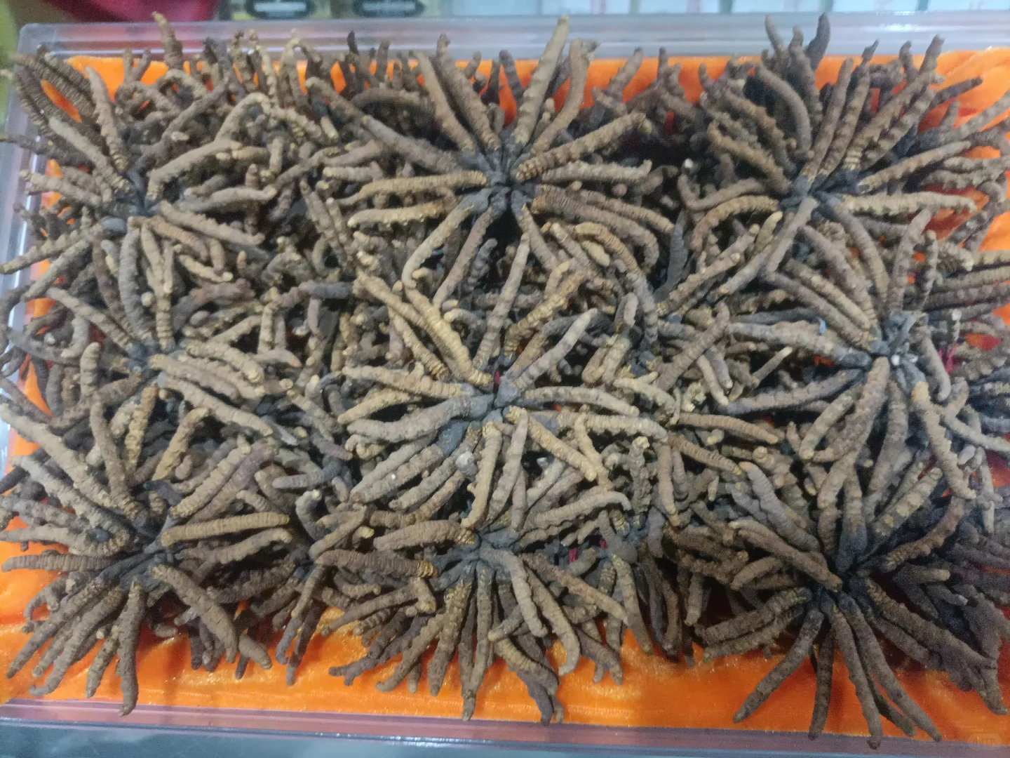 石家庄上门收酒了！