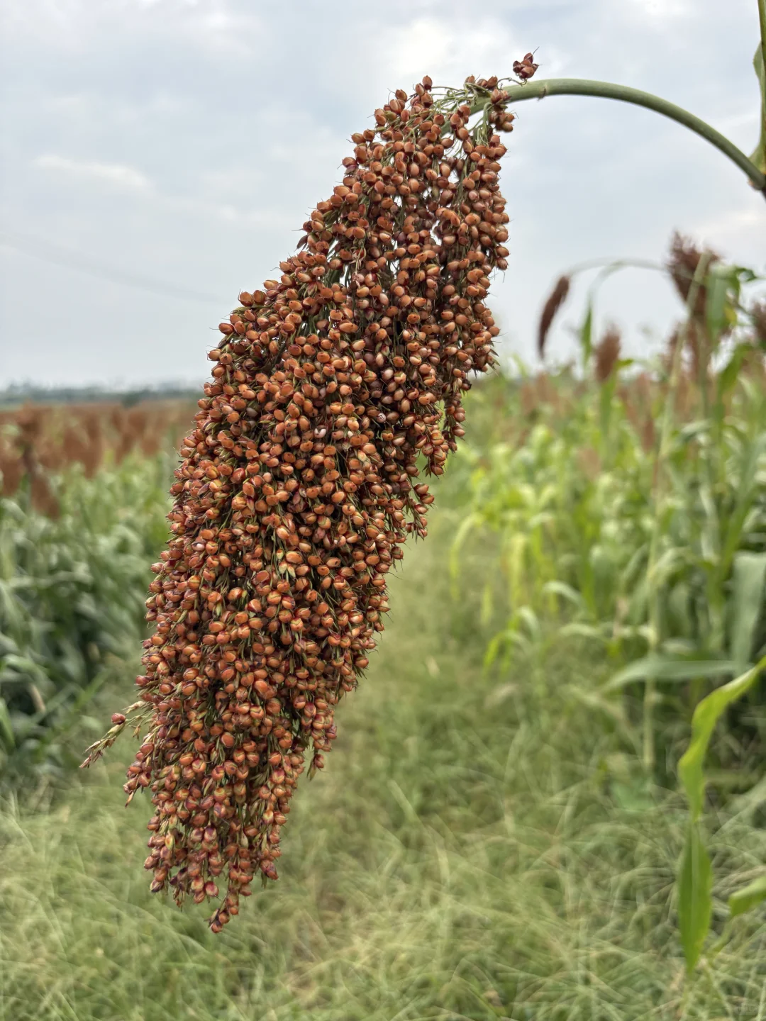 家乡何庄的红高粱熟了