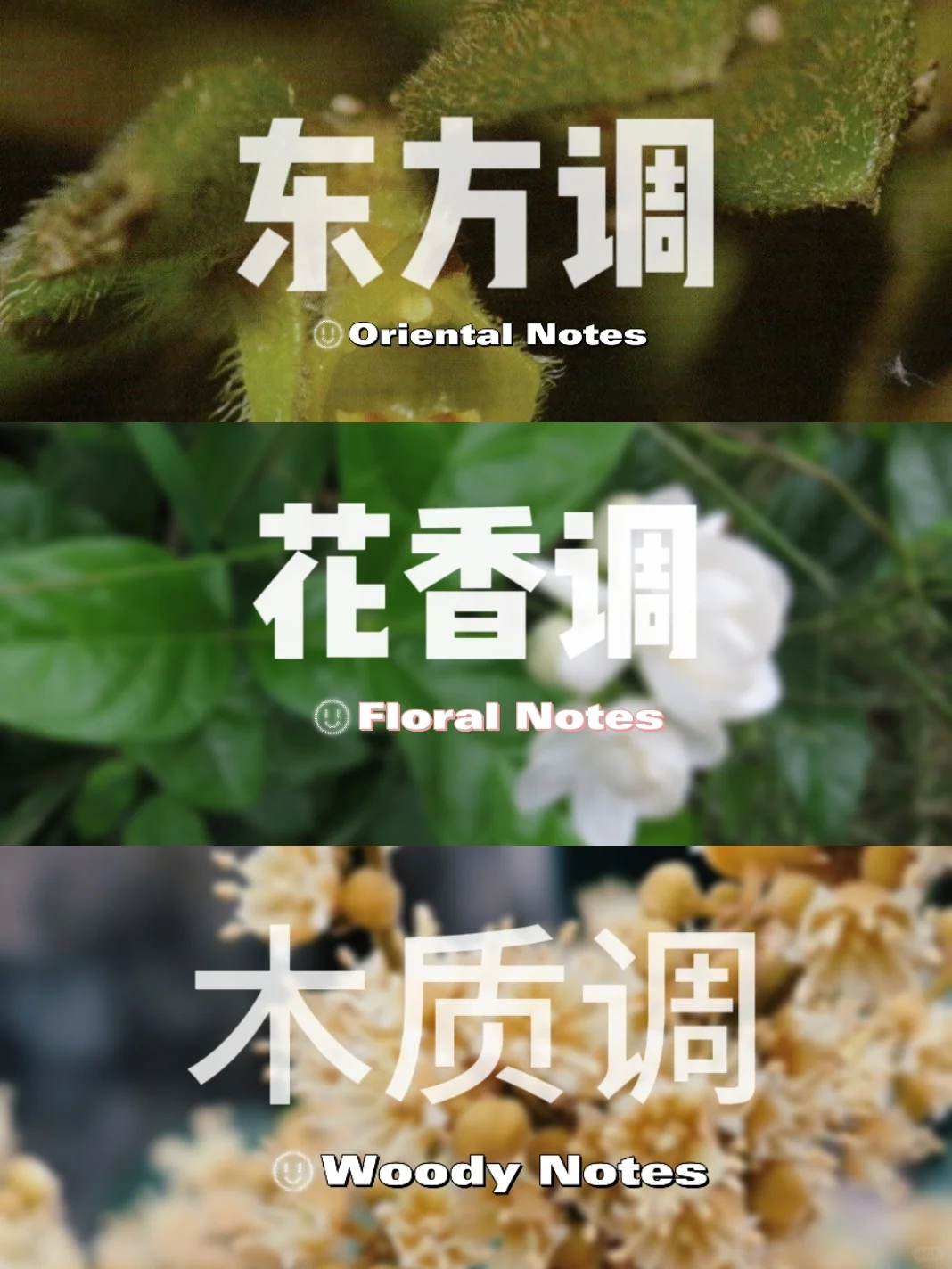 香调入门|你是什么“香型人格”?