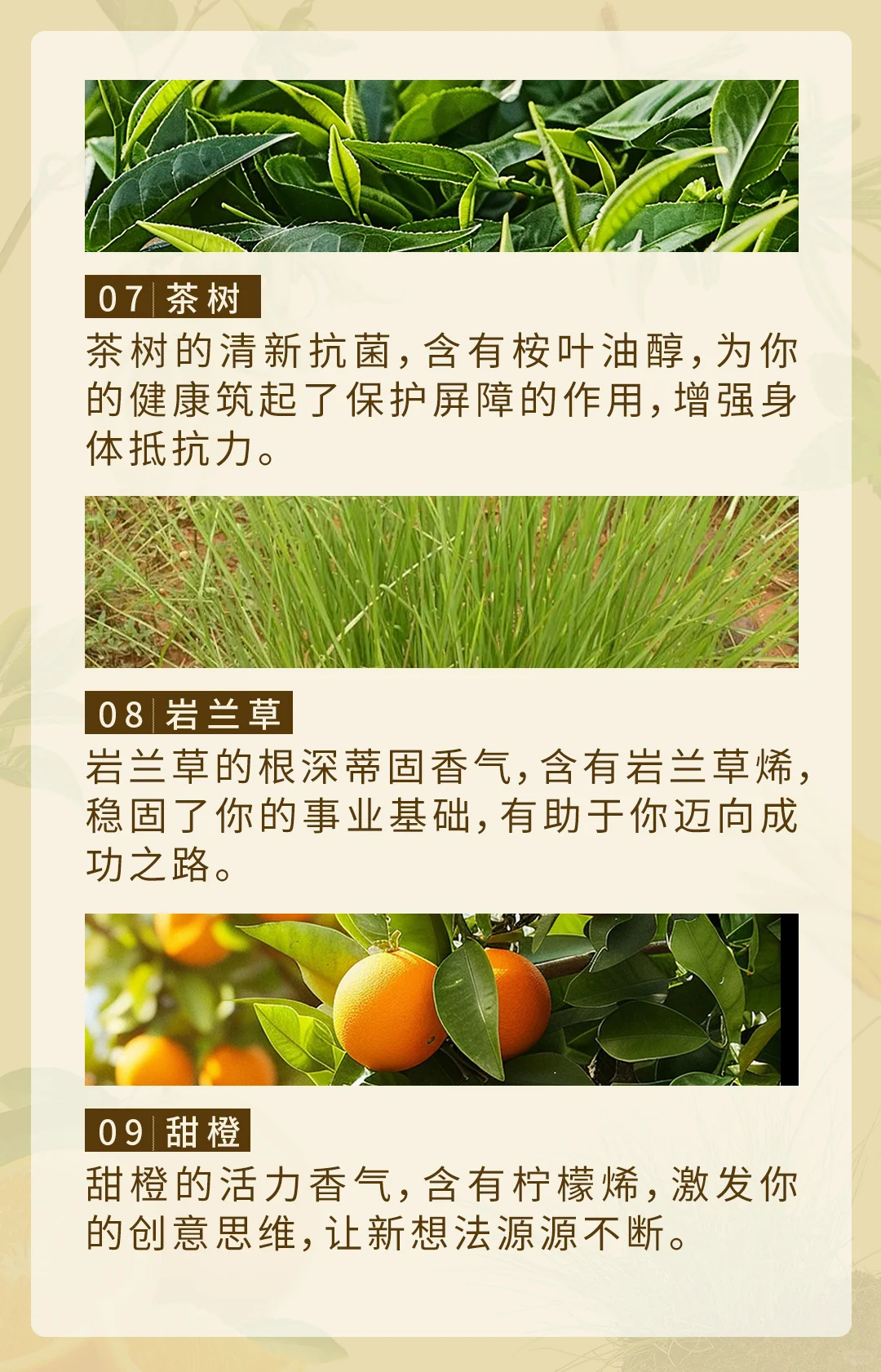 ?九种旺自己的香气|中式自然香提升运势