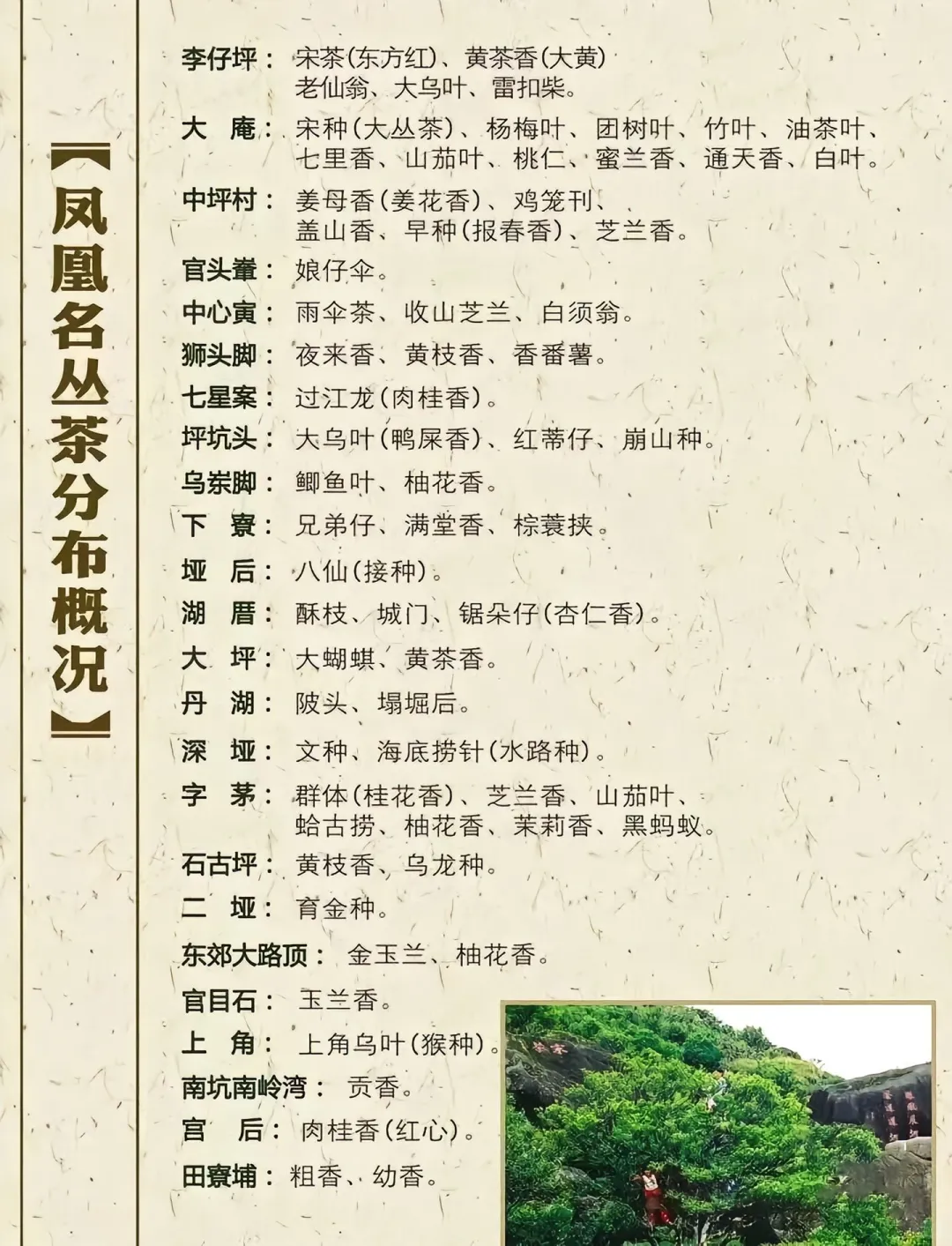 你们要的凤凰单丛十大香型代表茶和地区来啦