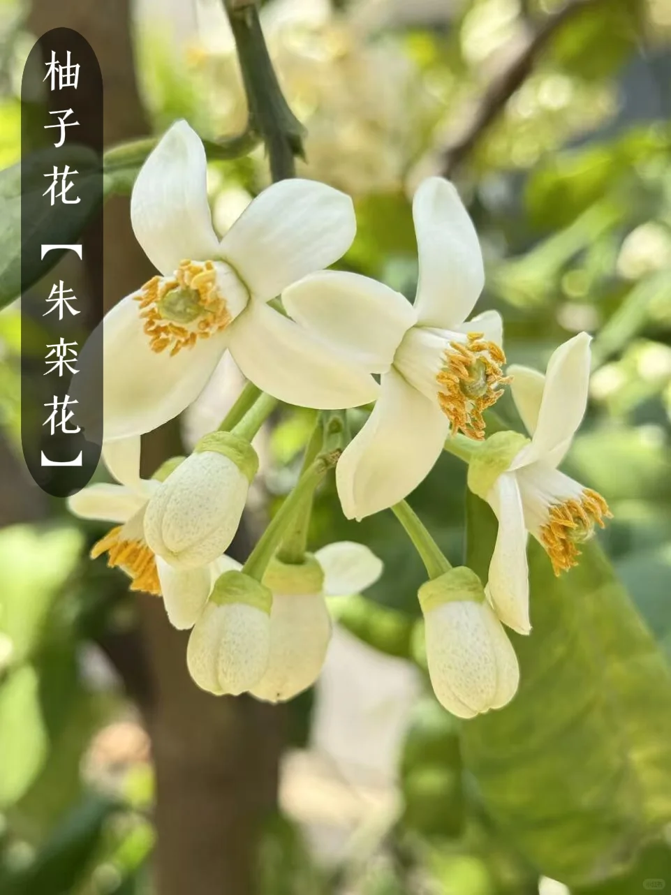 花香科普|大自然的香水花都有哪些?