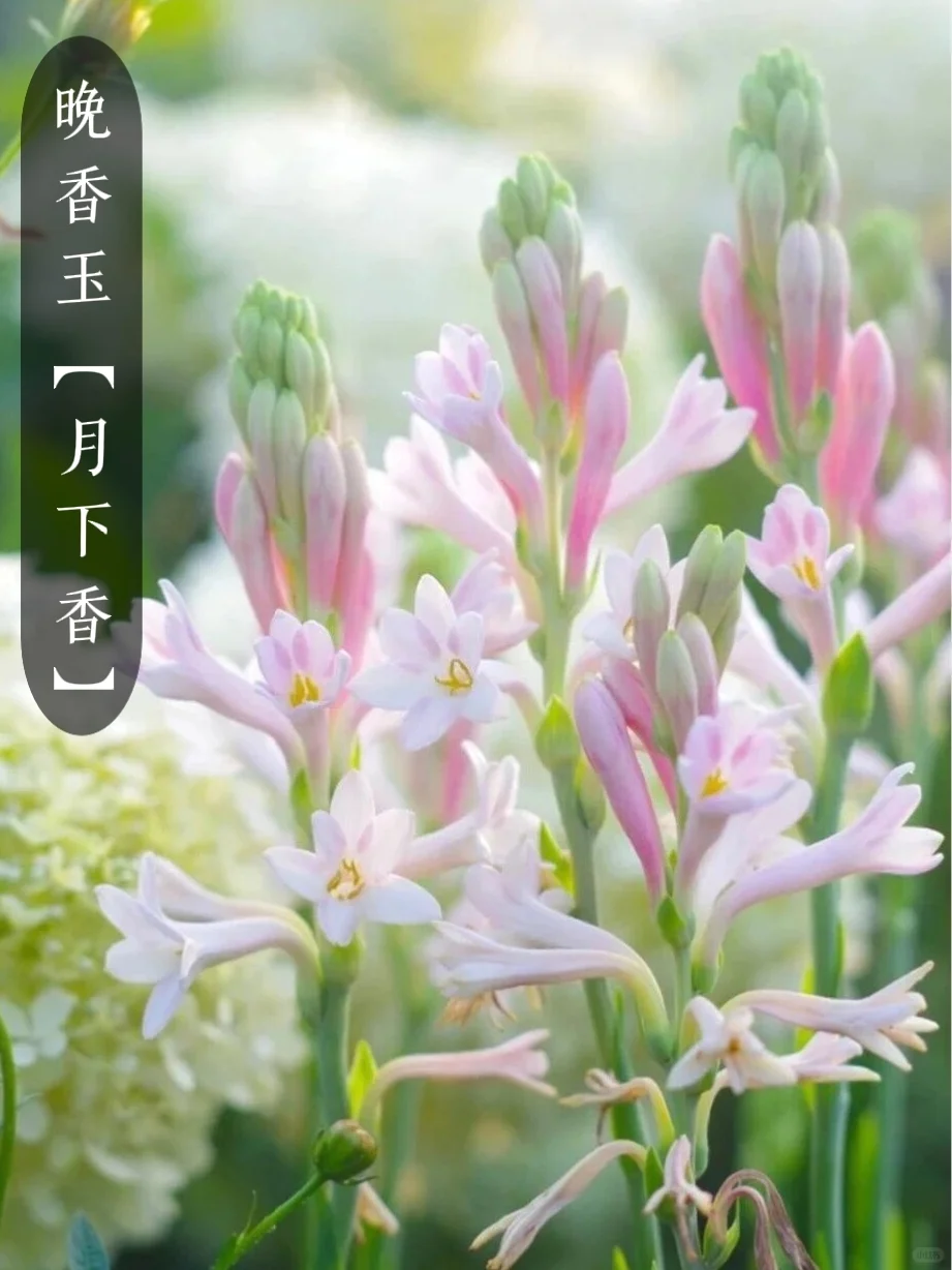 花香科普|大自然的香水花都有哪些?