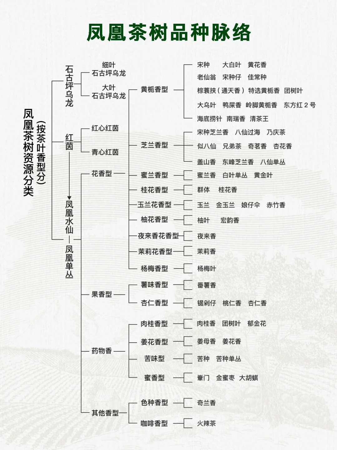 粉丝提问·凤凰单丛的十大香型解答