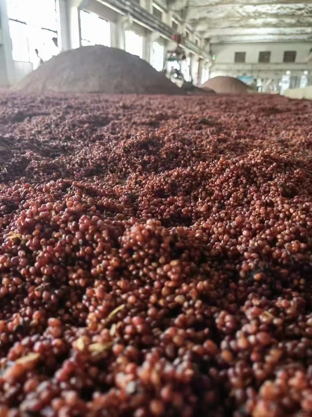 酱香型白酒为什么强调用“糯高粱”酿造？