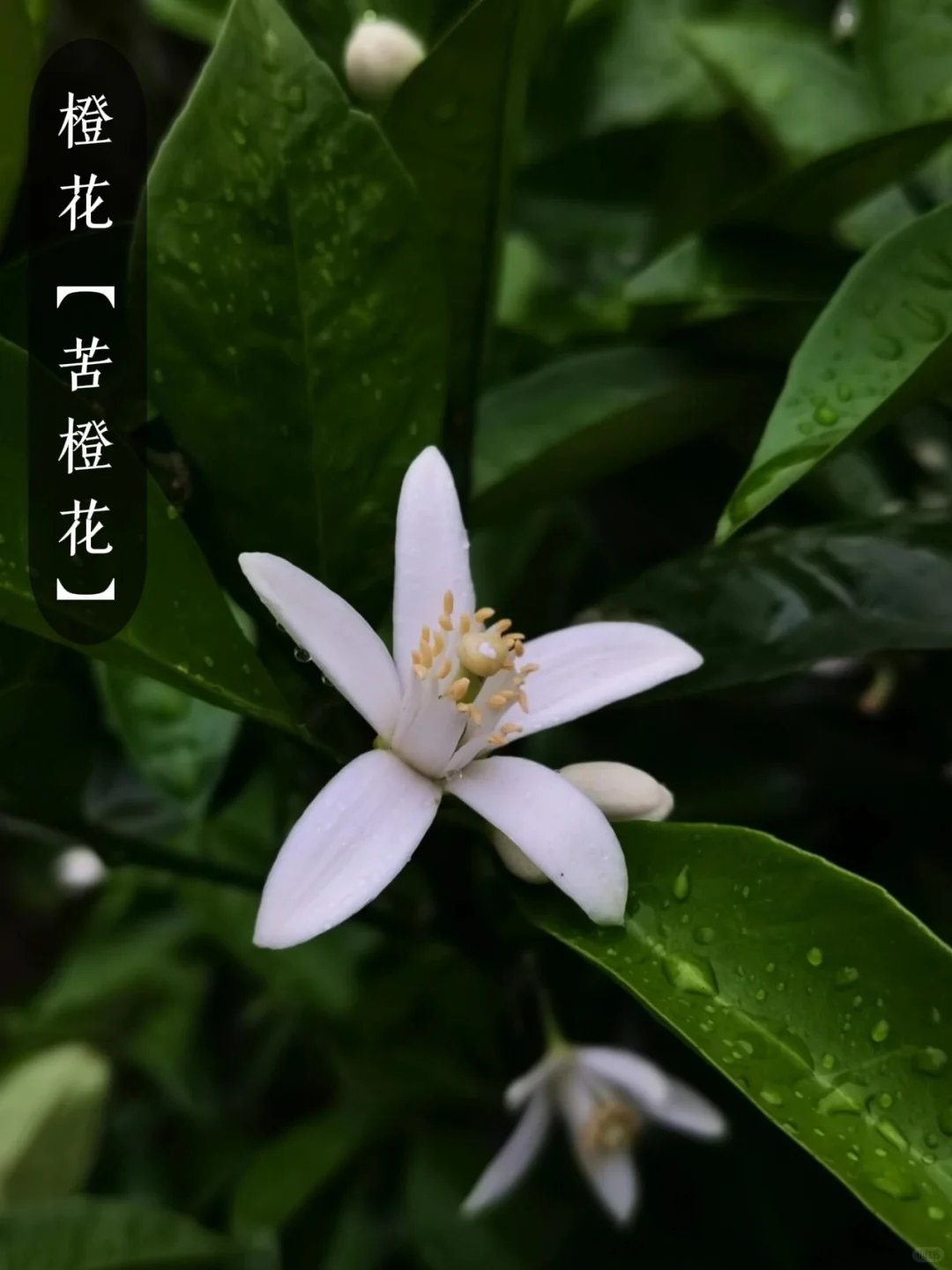 花香科普|大自然的香水花都有哪些?