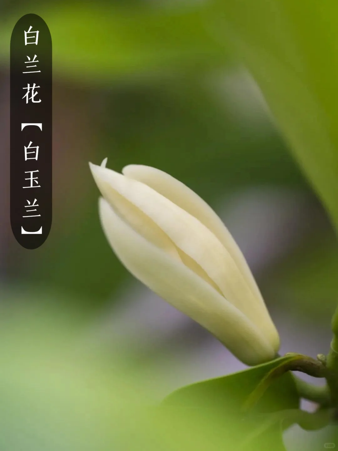 花香科普|大自然的香水花都有哪些?