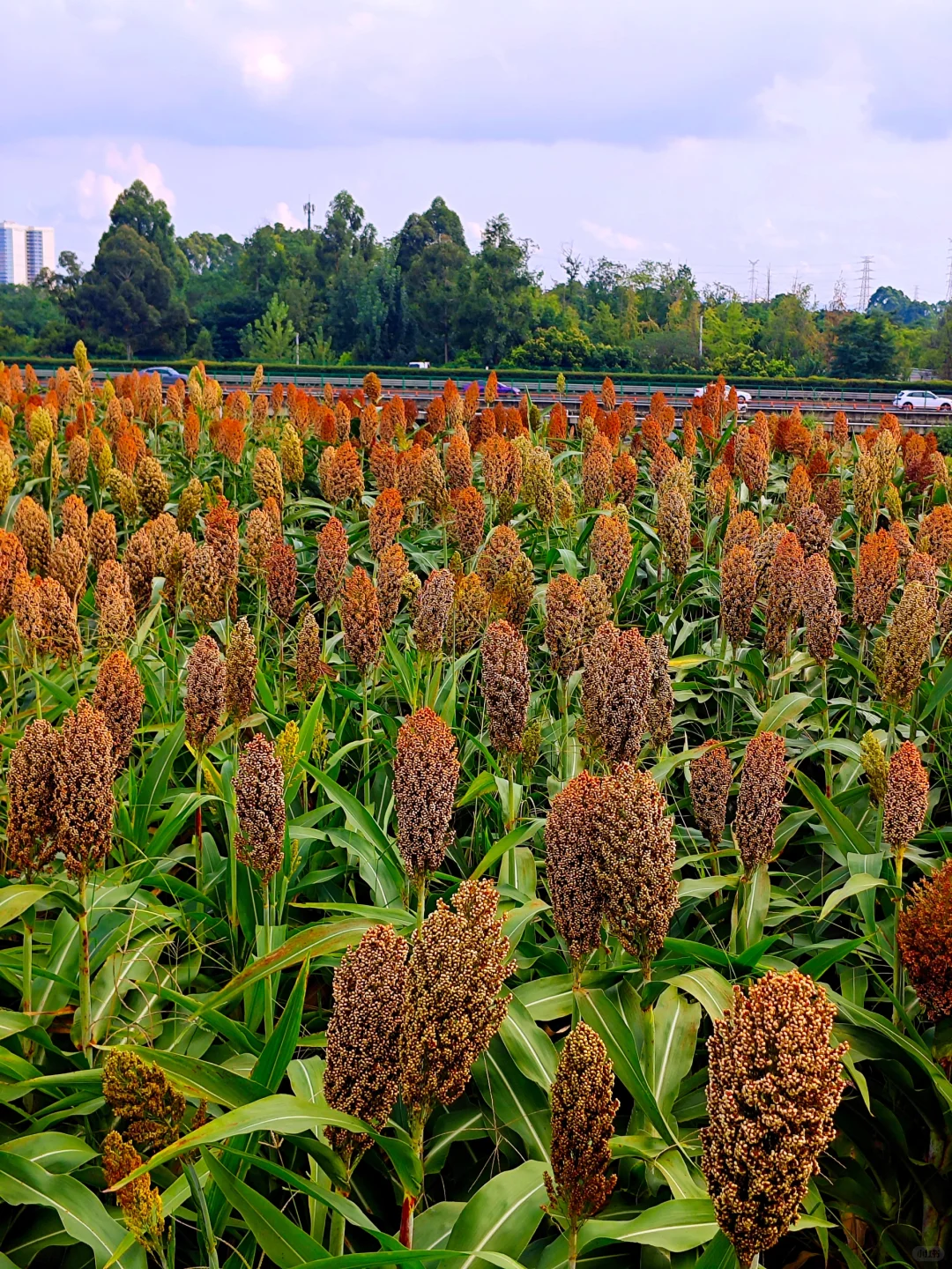 高粱红了，麦子熟了