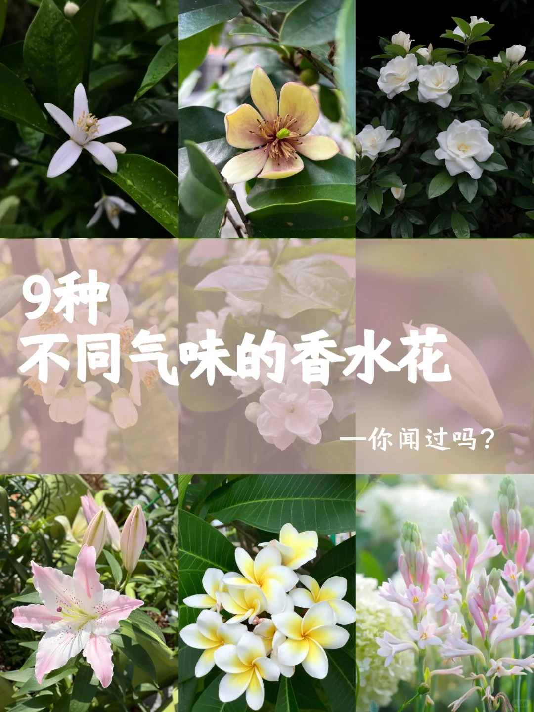 花香科普|大自然的香水花都有哪些?