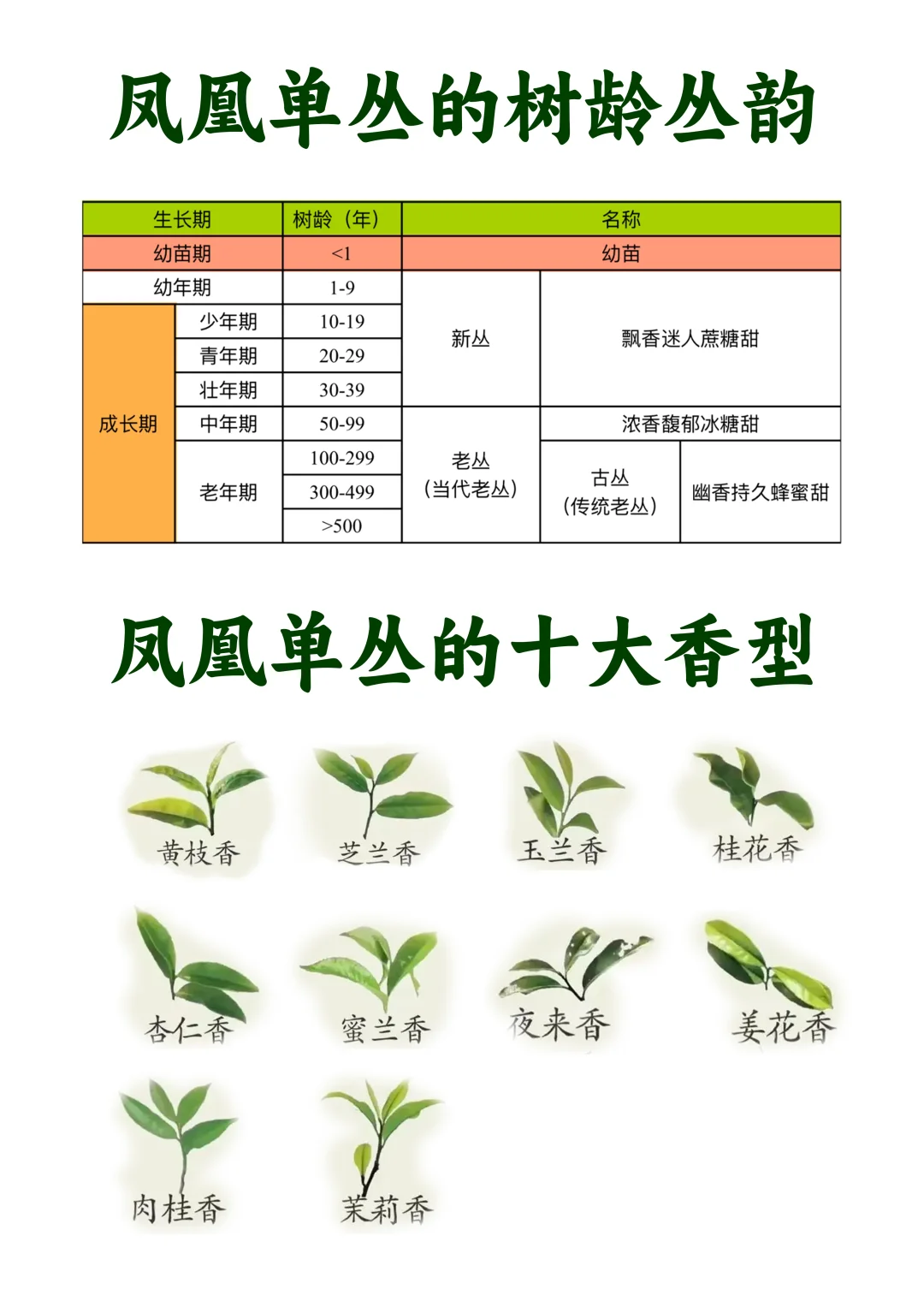 粉丝提问·凤凰单丛的十大香型解答