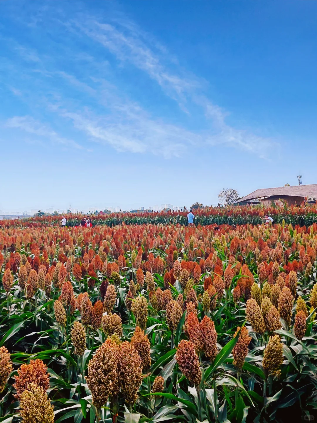 高粱红了，麦子熟了