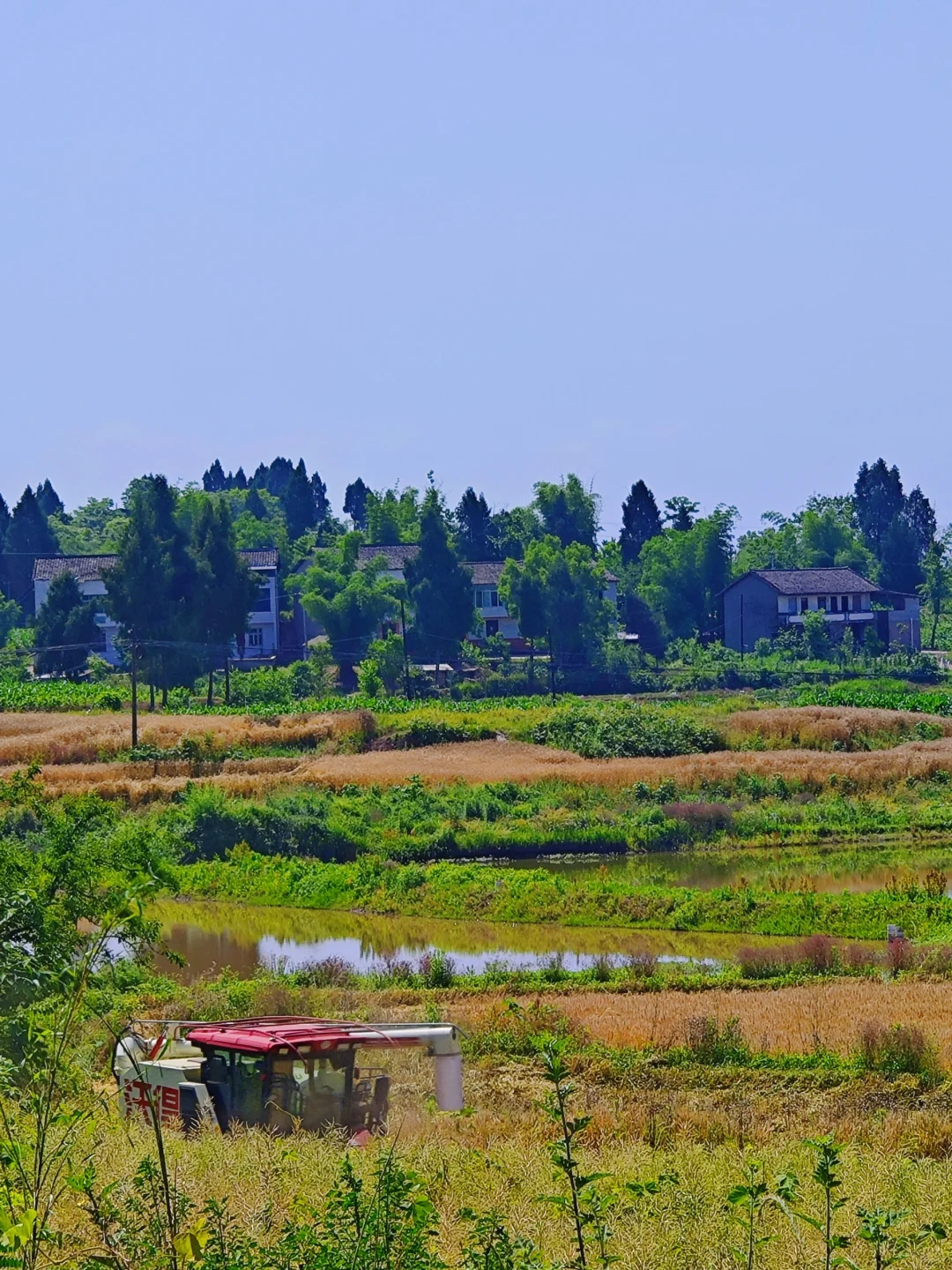 高粱红了，麦子熟了