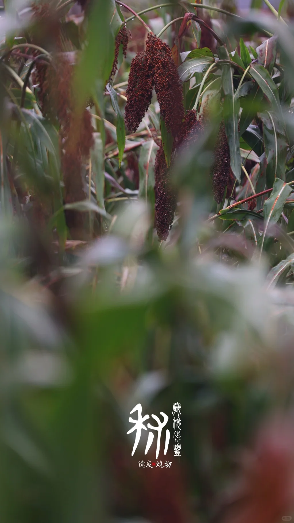 茅台镇的小红樱子糯高粱熟了