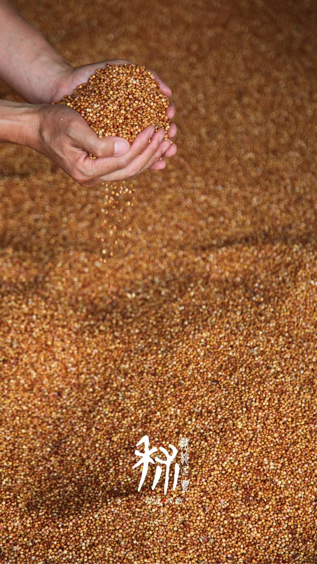 茅台镇的小红樱子糯高粱熟了