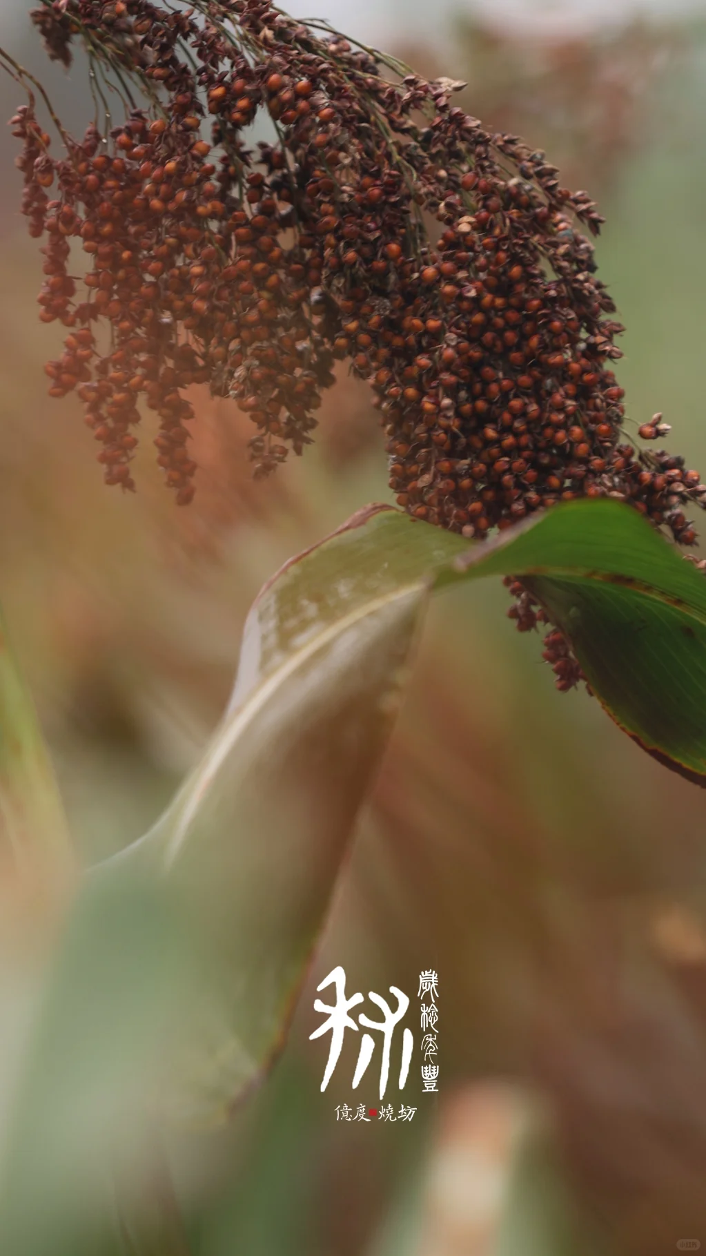 茅台镇的小红樱子糯高粱熟了