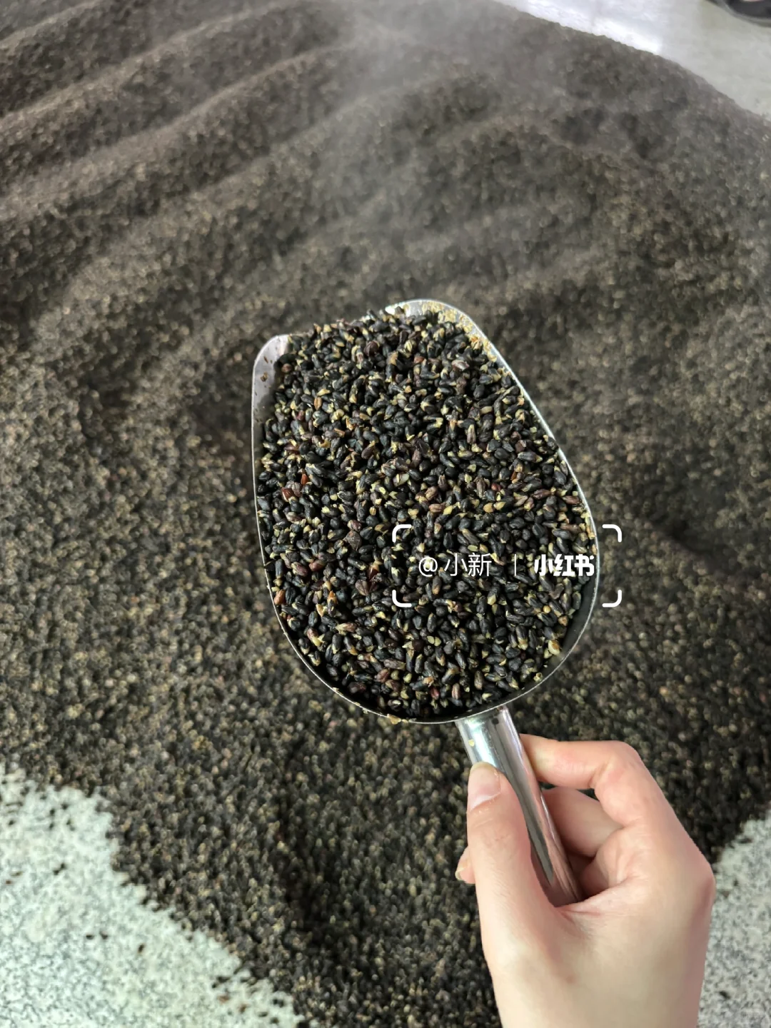 纯黑苦荞酒