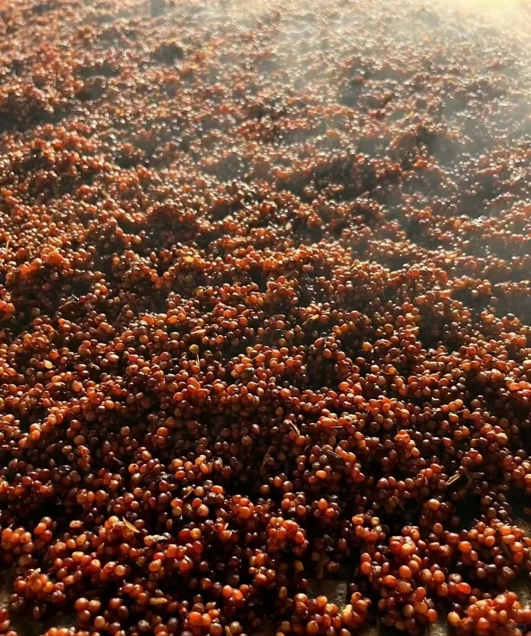 成就灵魂的酱香酒,当地红樱子糯高粱