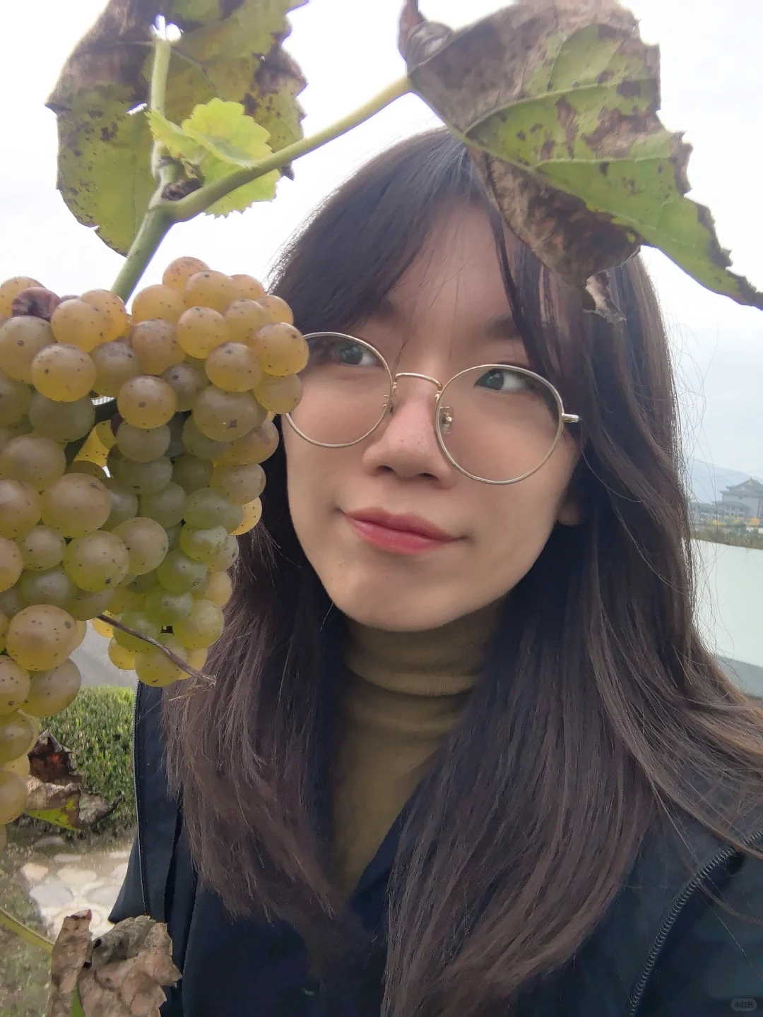 东北冰葡萄，什么时候火给我看啊？？