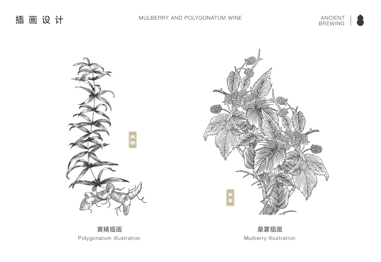 桑葚黄精酒 | 包装设计