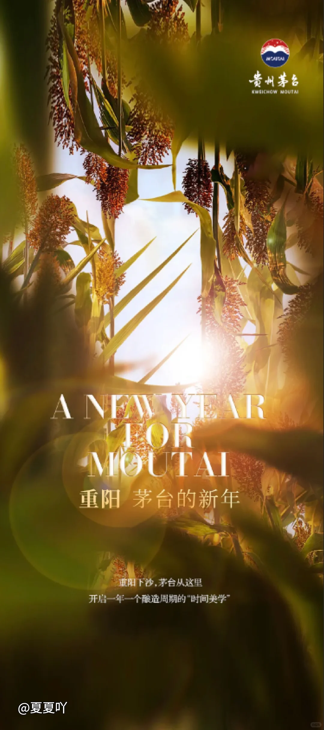 茅台品鉴会 精品茅台 茅台活动背景设计