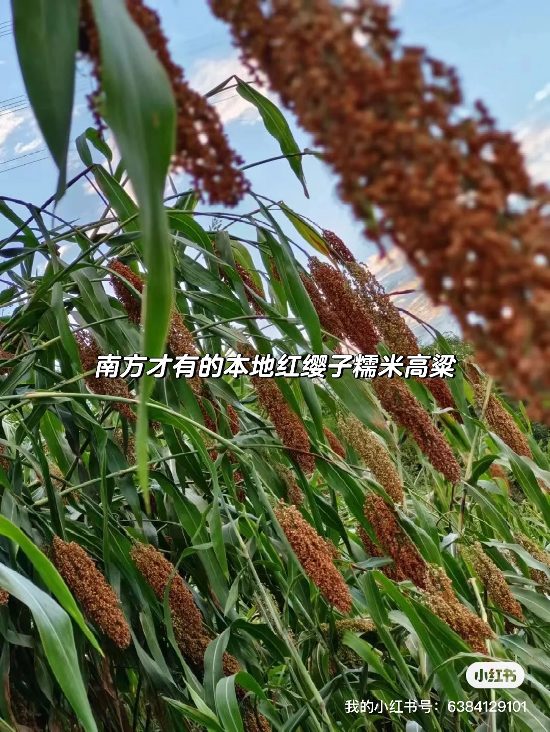 我的发货日常·散装更具性价比｜酒都宜宾直发