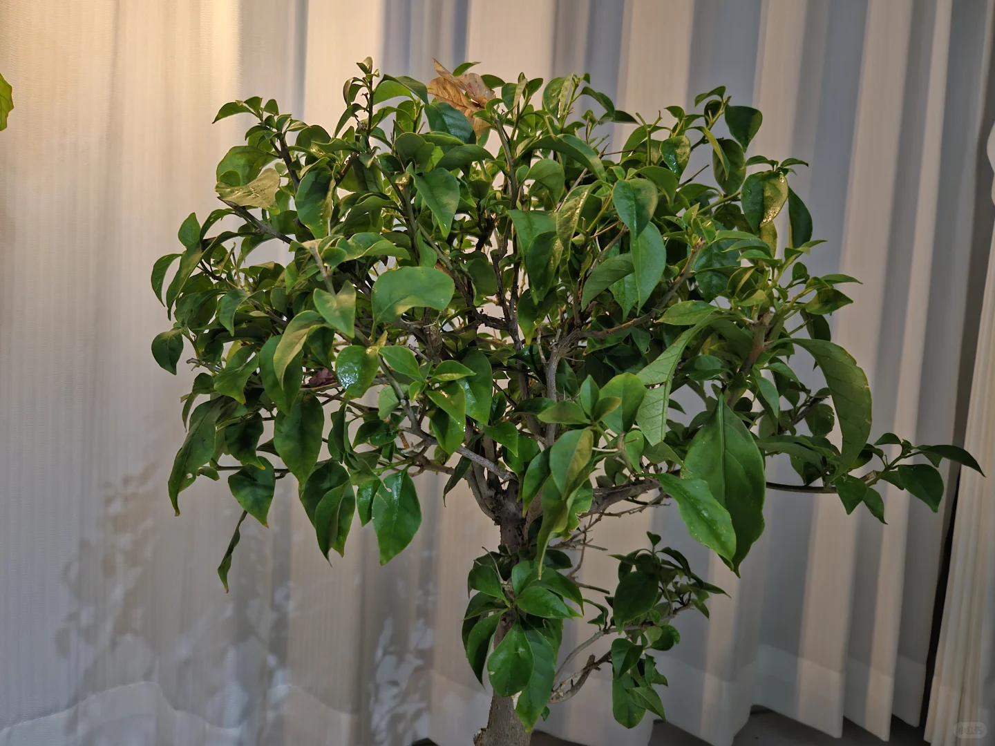 深夜的斗和酒。。。