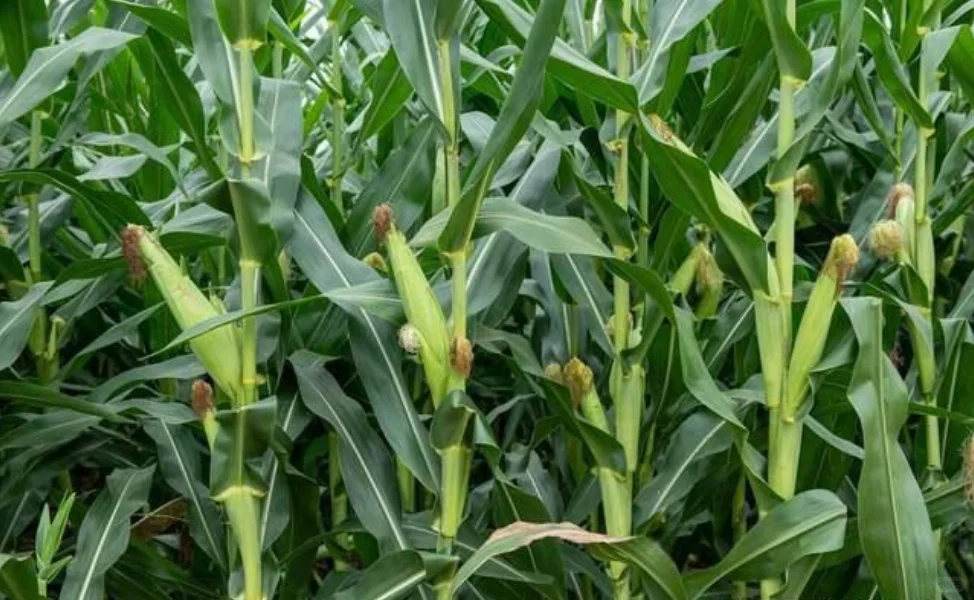 白酒酿造有哪些原辅料