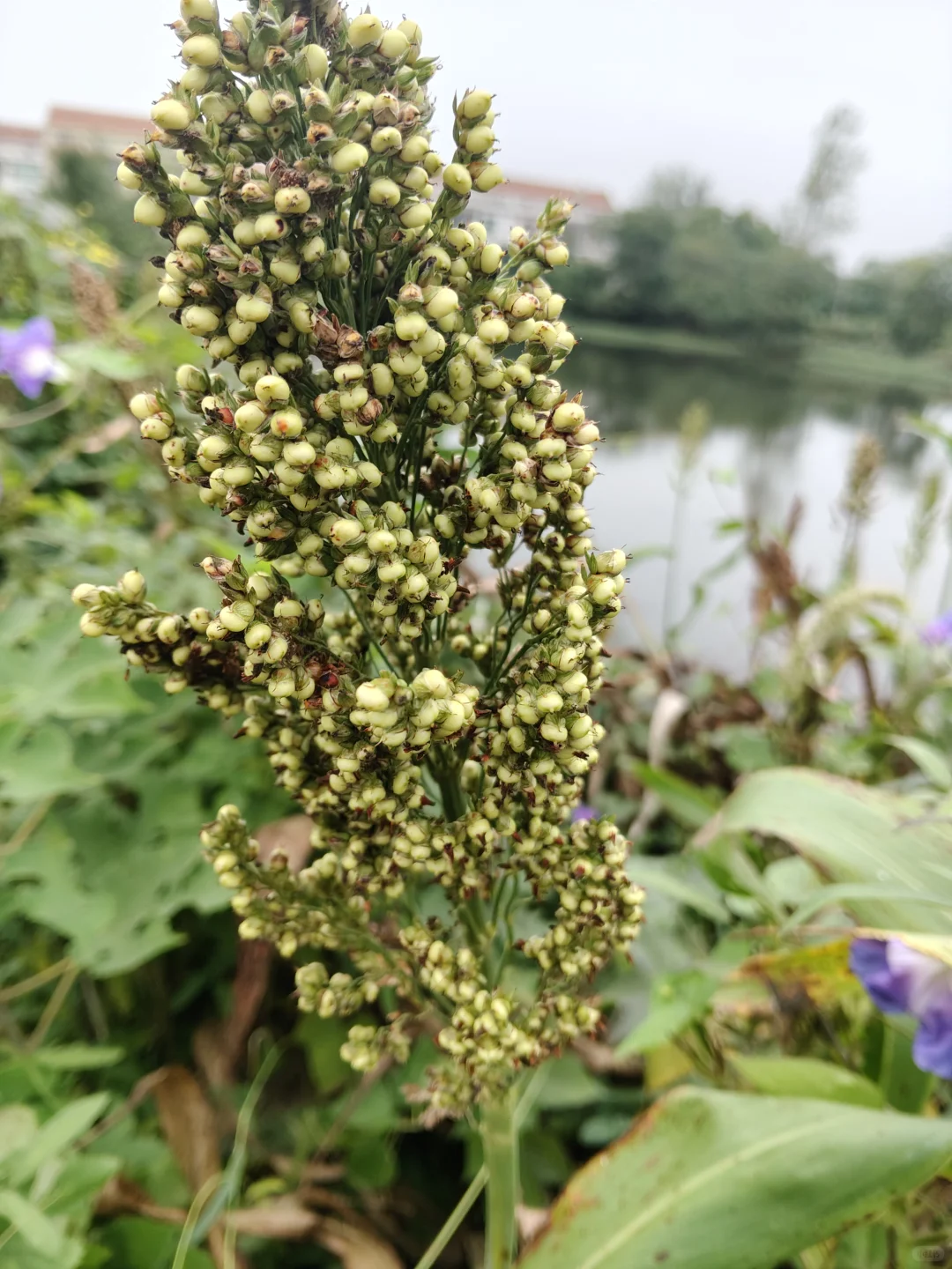 【植物记｜池塘边散养的高粱】
