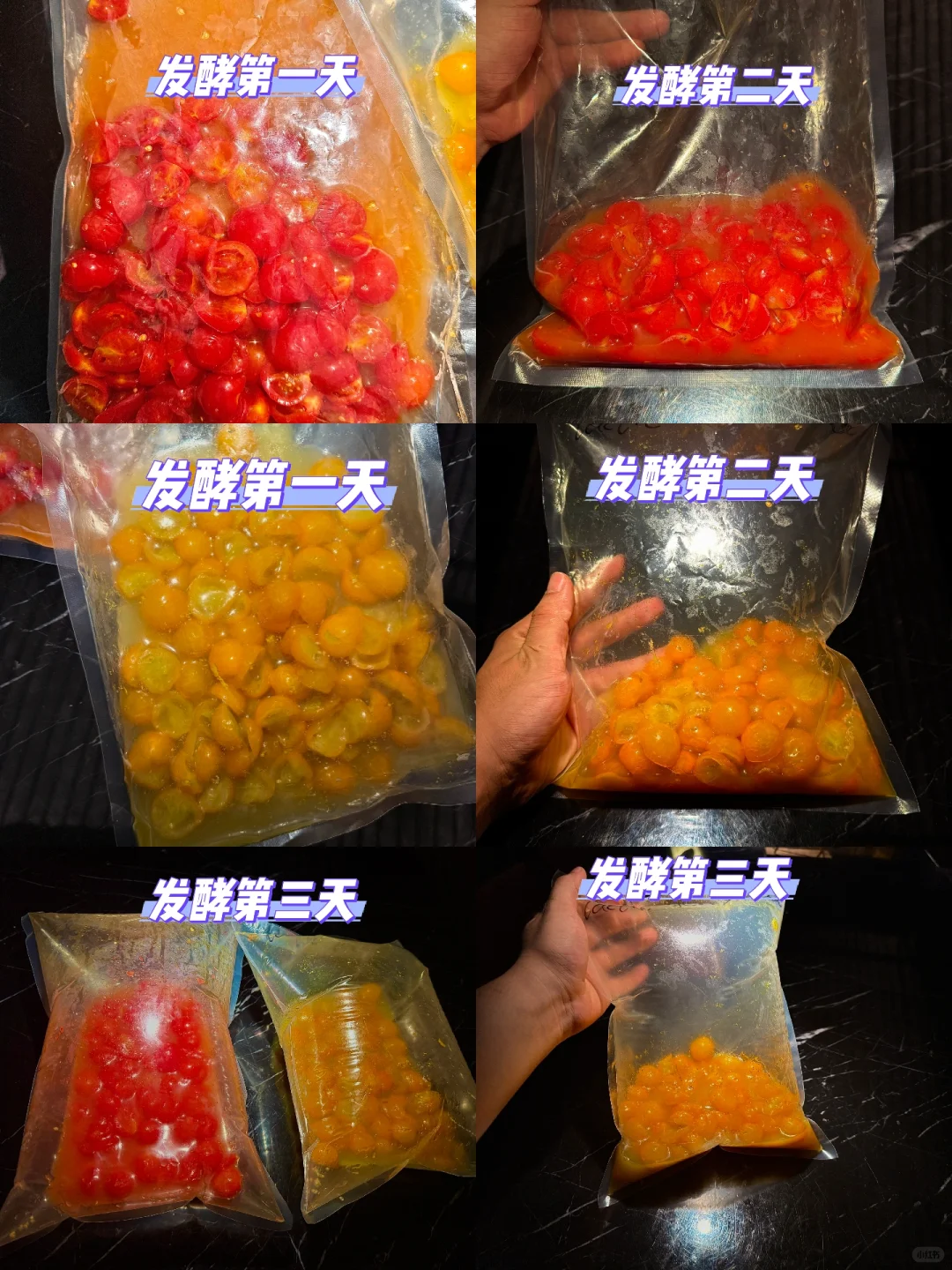 发酵实验室｜好吃到要“爆”的小番茄！！