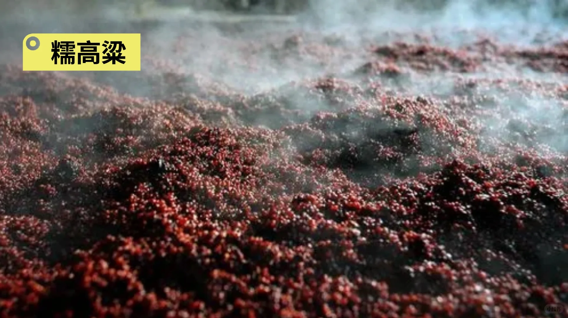 酿酒的高粱与普通高粱的区别