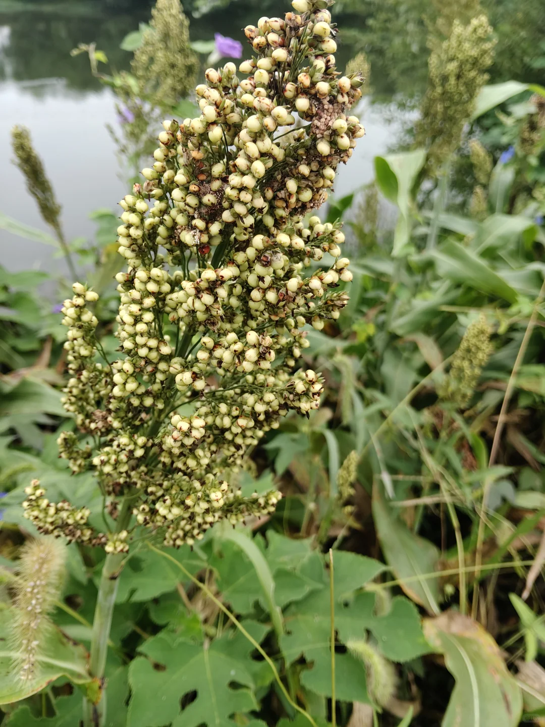 【植物记｜池塘边散养的高粱】